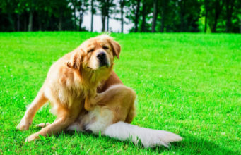 Itchy Dogs in Summer: What It Is and How To Treat It Itchy dog in summer scratching in meadow