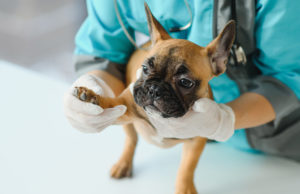 Liposarcoma In Dogs: Signs, Treatment, and Prognosis Liposarcoma in Dogs Featured