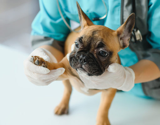 Liposarcoma In Dogs: Signs, Treatment, and Prognosis Liposarcoma in Dogs Featured