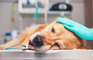 Liver Cancer in Dogs: Signs, Causes, and Life Expectancy Liver Cancer in Dogs Featured