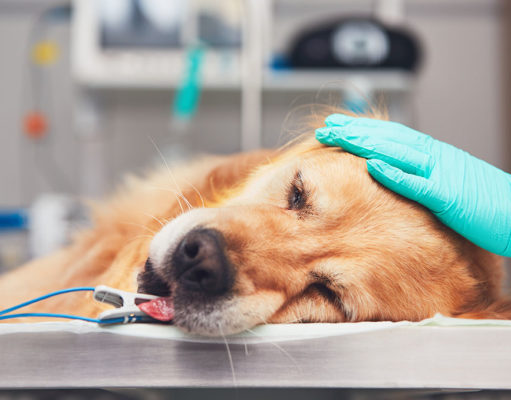 Liver Cancer in Dogs: Signs, Causes, and Life Expectancy Liver Cancer in Dogs Featured