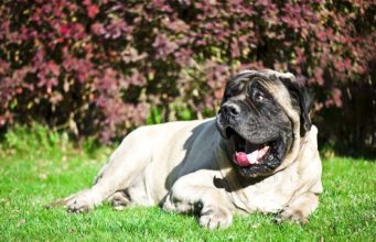 Mighty Mastiff Mixes: 10 Unique Crossbreeds that Combine Power and Personality Mastiff Mixes Featured
