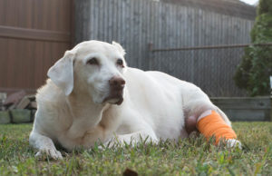 Mastocytoma In Dogs: Causes, Diagnosis, and Treatment Mastocytoma in Dogs Featured