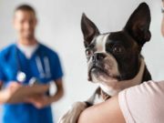 Melanoma in Dogs: Diagnosis and Treatment Melanoma in Dogs