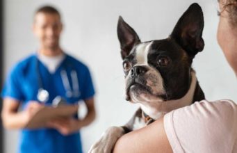 Melanoma in Dogs: Diagnosis and Treatment Melanoma in Dogs