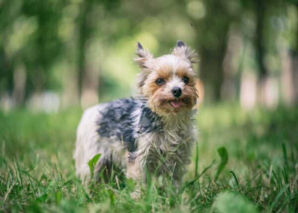 A closer look at Cross Breed Hypoallergenic Small Dogs