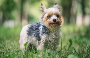 Morkie Dog Breed Profile Morkie Dog Breed