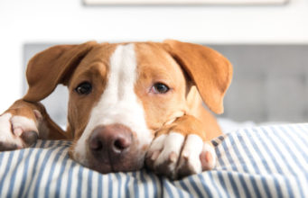 Paraneoplastic Syndrome in Dogs: Symptoms, Causes and Treatment Paraneoplastic Syndrome in Dogs