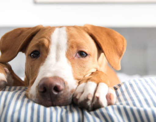Paraneoplastic Syndrome in Dogs: Symptoms, Causes and Treatment Paraneoplastic Syndrome in Dogs