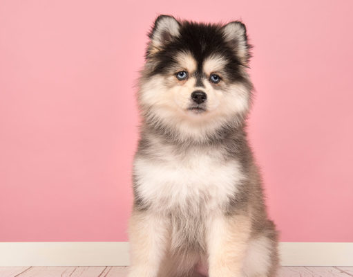 Pomsky Dog Breed Profile Pomsky hypoallergenic mixed breed dog