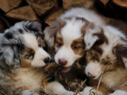 Littermate Syndrome: Does It Ever Go Away? Puppy-litter-playing-together