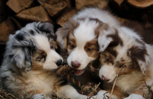 Littermate Syndrome: Does It Ever Go Away? Puppy-litter-playing-together
