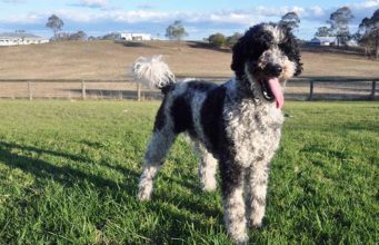Schnoodle Dog Breed Profile Schnoodle Dog Breed Featured