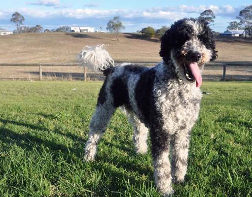 Schnoodle Dog Breed Profile Schnoodle Dog Breed Featured
