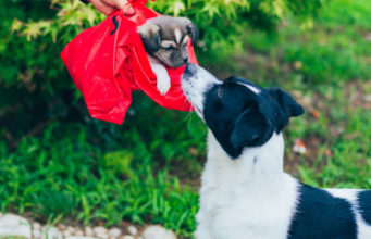 Separating Puppies from Mothers Too Early Separating-puppies-from-mothers-too-early