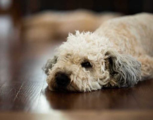 Whoodle Dog Breed Profile Whoodle Dog Breed