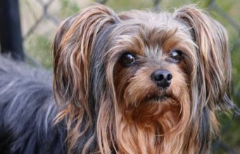 Yorkipoo Dog Breed Profile Yorkipoo Dog Breed