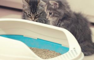 Can Multiple Cats Share A Litter Box?