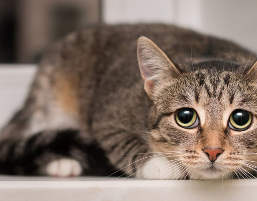 Cat Panting or Breathing Hard: Why and What To Do cat panting or breathing hard