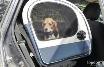 Review: PetSafe Happy Ride Collapsible Travel Crate collapsible travel crate for dogs