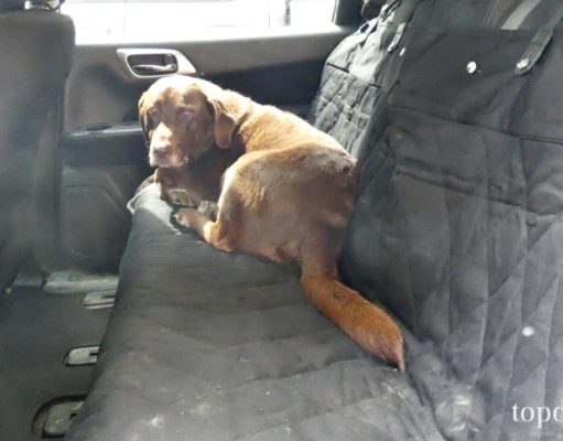 Review: PetSafe Happy Ride Car Seat Cover happy ride car seat cover