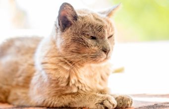 How Long Do Cats Live? how long do cats live