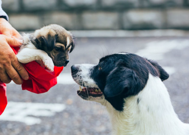 Best Age to Separate a Puppy from its Mother – Top Dog Tips