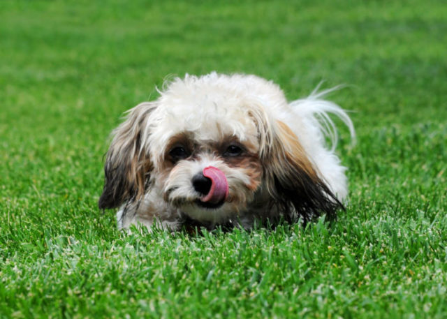 Shih Poo Dog Breed Profile – Top Dog Tips