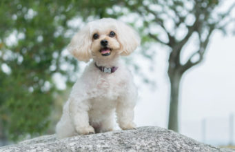 Shih Poo Dog Breed Profile shih poo mixed dog breed