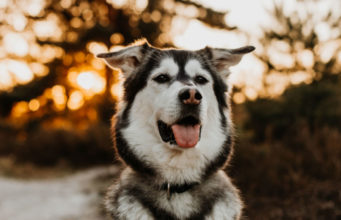 Siberian Retriever Dog Breed Profile siberian retriever dog breed profile