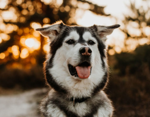 Siberian Retriever Dog Breed Profile siberian retriever dog breed profile