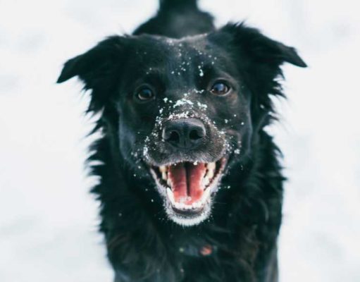 Alaska Pet Stores, Dog Parks, Shelters, and More Alaska Pet Store Directory, Dog Parks, Shelters and More