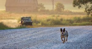 Arkansas Pet Stores, Dog Parks, Shelters and More Arkansas Pet Store Directory, Dog Parks, Shelters and More