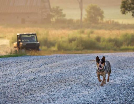 Arkansas Pet Stores, Dog Parks, Shelters, and More Arkansas Pet Store Directory, Dog Parks, Shelters and More