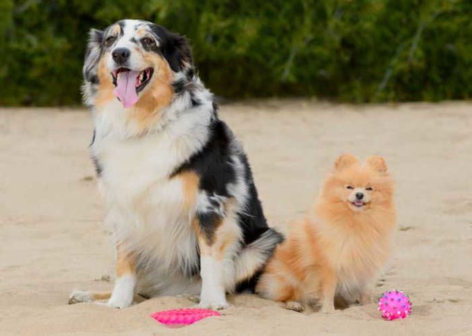 10 Cute Designer Dog Breeds That You Wish You Had