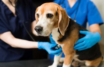 Basal Cell Carcinoma In Dogs: Signs, Diagnosis & Treatment Basal Cell Carcinoma In Dogs