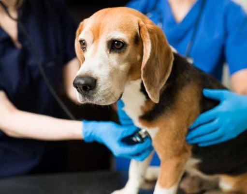 Basal Cell Carcinoma In Dogs: Signs, Diagnosis & Treatment Basal Cell Carcinoma In Dogs