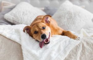 Best Mixed Breed Dogs for Apartments Best Mixed Breed Dogs for Apartments