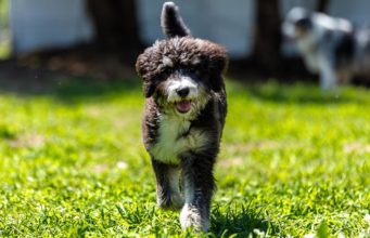 New to Dog Ownership? These Mixed Breeds Are Perfect for First-Time Owners Best Mixed Breed Dogs for First Time Owners Featured