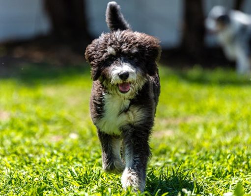 New to Dog Ownership? These Mixed Breeds Are Perfect for First-Time Owners Best Mixed Breed Dogs for First Time Owners Featured