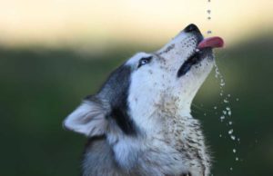 Do Dogs with Cancer Drink More Water? Cancer in dogs