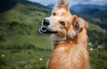 The Fountain of Youth: A Look at the 12 Crossbreeds That Age Slowly and Gracefully Crossbreed-dogs-live-the-longest-featured-image