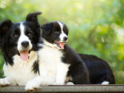 Do Dogs Remember Their Puppies? Do Dogs Remember Their Puppies Featured