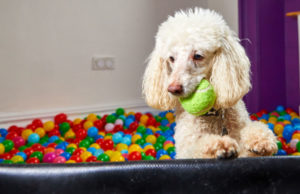 Dog Daycare vs Dog Boarding Dog Daycare vs Dog Boarding