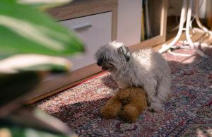 Dog Humping: Why Does My Dog Hump? Dog Humping Featured Image