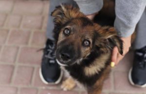 Dog Temperament Test Dog Temperament Test