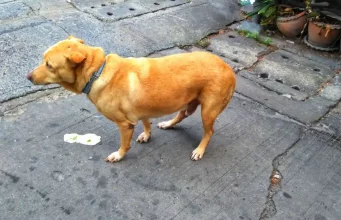 Dog Throwing Up Yellow Foam: Should You Be Concerned? Dog Throwing Up Yellow Foam_ Should You Be Concerned
