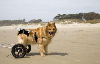Hip Dysplasia in Dogs: Signs and Treatments Hip-dysplasia-in-dog-on-wheelchair