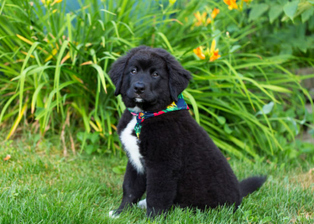61 Labrador Mixes With A Lovable Personality – Top Dog Tips