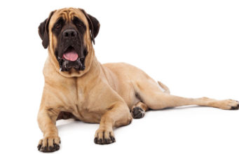 Mastiff Dog Breed Profile Mastiff-Dog-Breed-Featured-Image